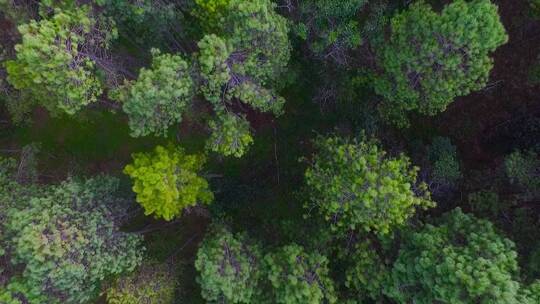 原始森林视频俯拍山区云南松原始森林