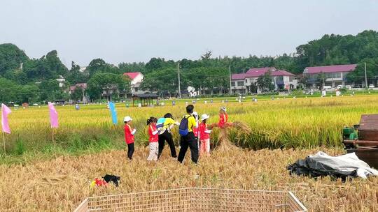 小学生收水稻体验