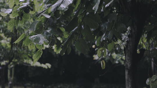 下雨天雨水滴在树叶上，树叶被雨淋湿