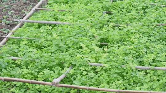 田地里自己种的香菜