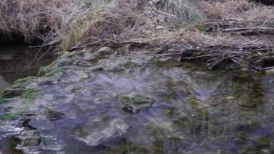 长满青苔的山间小水流