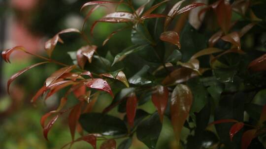 春雨中的竹柏视频素材模板下载