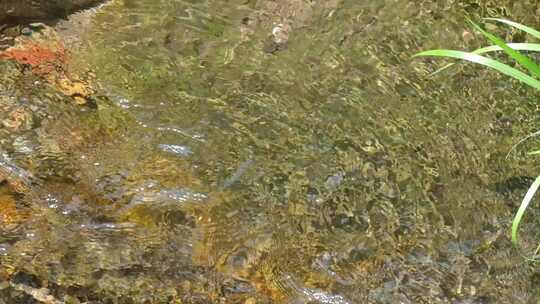 河边流水河流河水小溪山泉泉水流体液体水流视频素材模板下载