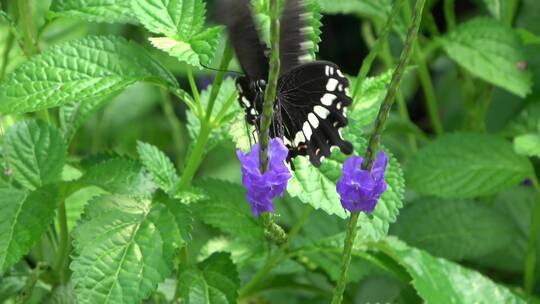 黑色燕尾蝶在采花粉
