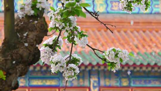 北京春天明清古建筑与凋落的海棠花特写