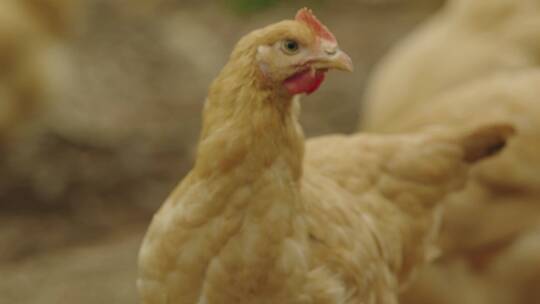 土鸡养殖基地9视频素材模板下载