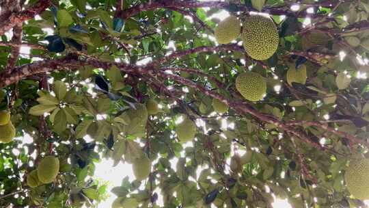 新鲜的绿色菠萝蜜挂在树上