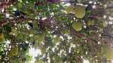 新鲜的绿色菠萝蜜挂在树上高清在线视频素材下载