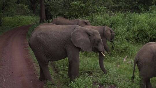 东非坦桑尼亚在路边的大象群