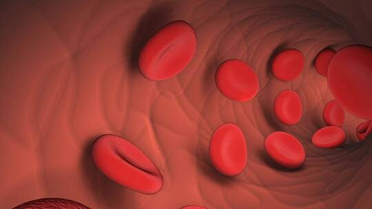 血管内流动的血细胞动画