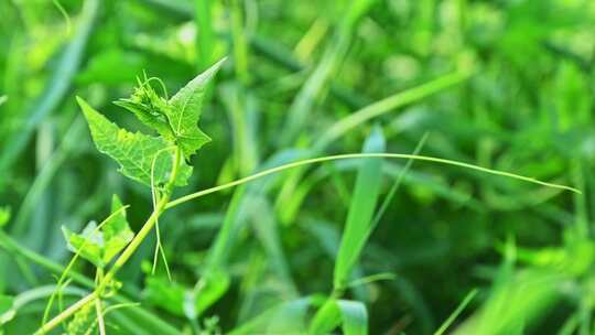 夏天生长的绿色蔓生草本植物触须特写