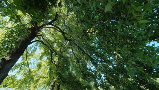 夏天夏日枫叶枫树树林树木树荫树阴