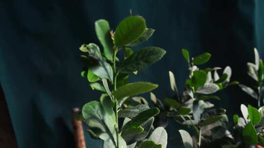 柠檬基地 柠檬树 柠檬 水果 农作物 植物