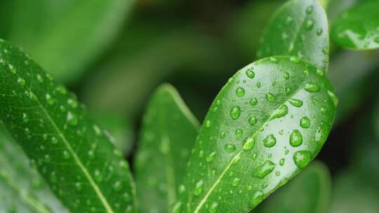 下雨天意境素材视频素材模板下载