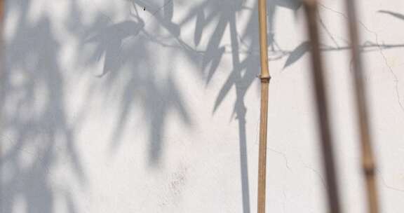白色墙面竹子竹叶婆娑写意光影