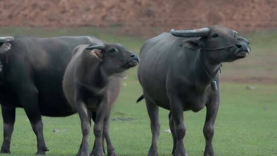 水牛升格视频乡下农村吃草水牛