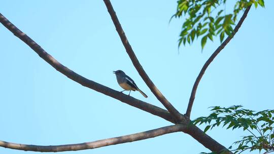 南方乡村苦楝树上的一只鹊鸲野生动物鸟类
