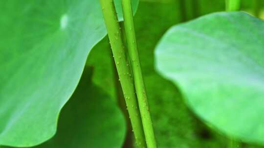 夏季绿色荷叶柄带刺枝干特写