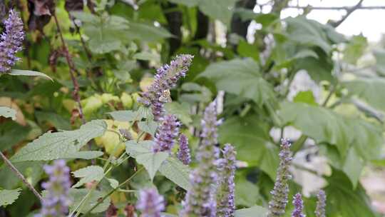 大黄蜂，花蜜，花，蜜蜂