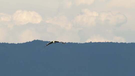 大理洱海的水鸟翱翔天际
