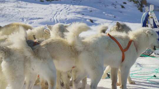 雪橇犬、马具、哈士奇、冬季