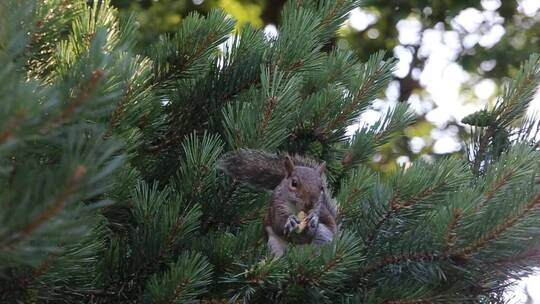 松鼠在冷杉树上咀嚼坚果