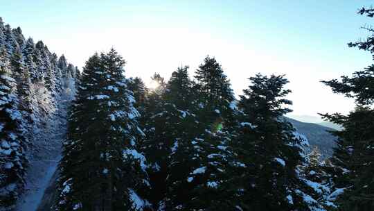 航拍冬天大雪后的松树林