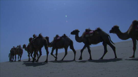 宁夏 沙漠 太阳 光晕中 行走的骆驼队 侧面视频素材模板下载