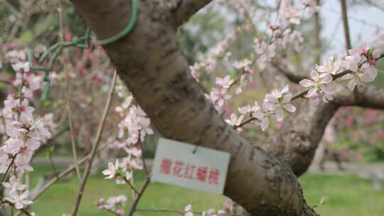 武汉植物园_桃花03