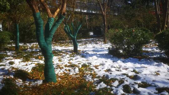 冬天雪景天气气候