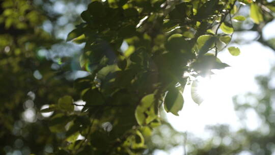 早晨的太阳光从树叶中穿过视频素材模板下载