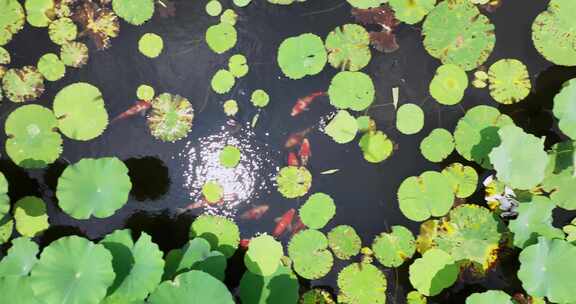 荷花池和锦鲤航拍