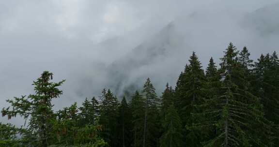 奥地利，山，树，森林