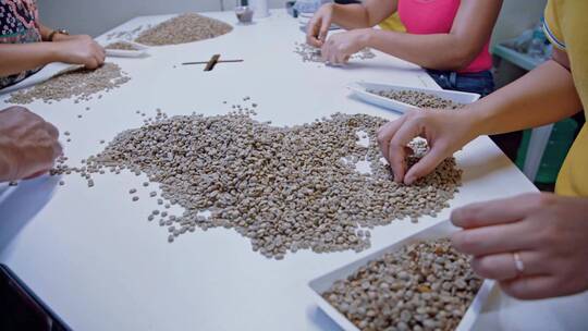 海外咖啡豆种植园视频
