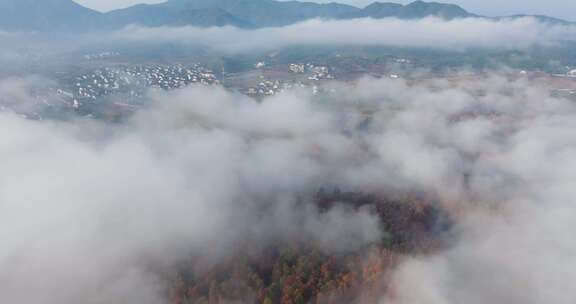 浙江省余姚梁弄镇四明湖水杉林湿地秋色