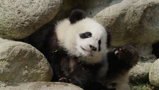 可爱的大熊猫幼崽特写
