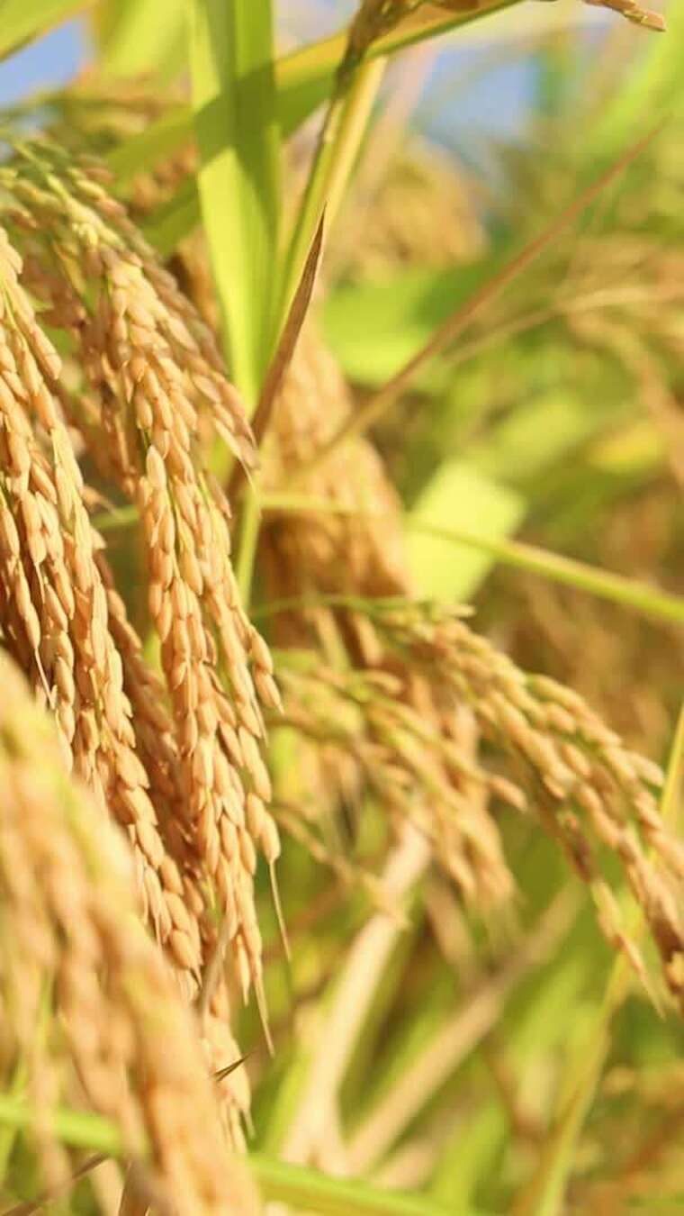 成熟的金黄稻穗的特写合集音乐版
