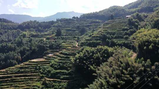 航拍浙江丽水云和梯田 秋天丰收的金色稻田