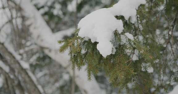 雪，冬天，森林，树