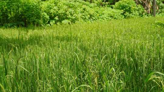 种植园，草，水稻，田地
