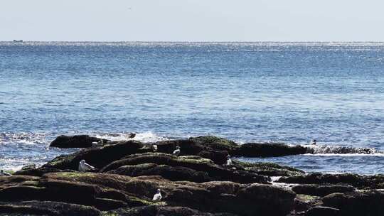 海边礁石群海鸥栖息飞翔慢镜头海浪拍打礁石