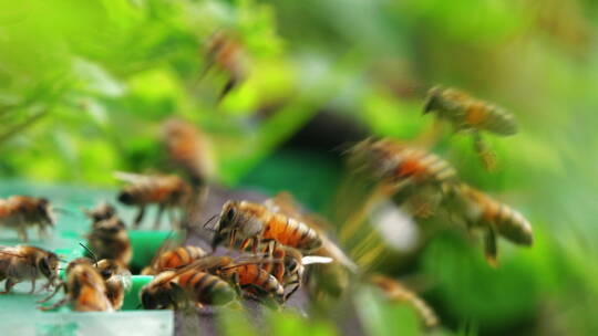 蜜蜂在蜂巢进出口飞舞特写