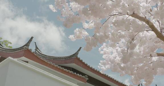 丽江纳西族园林传统建筑文化阳光洒进樱花