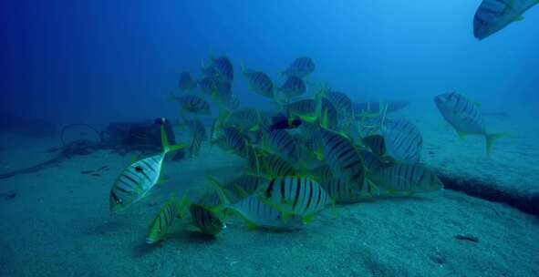 Golden Trevally，鱼，水下