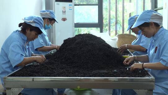 大红袍 武夷山大红袍 茶山  茶叶加工 茶厂视频素材模板下载