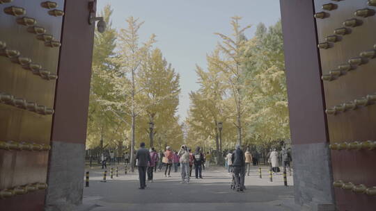 北京秋天 古建筑秋天 地坛银杏