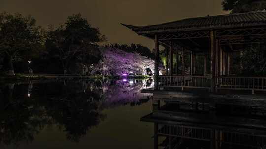 杭州西湖 花港观鱼 春天 夜樱 延时