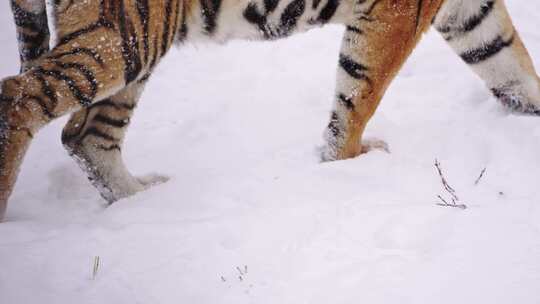 东北冬天下雪行走在雪地里的野生东北虎