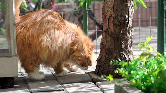 春季午后在院子里玩耍的宠物猫