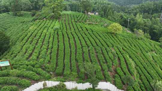 平阳茶山